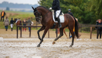Horse dressage (dressage horse) in the rain on a dressage competition in a test with rider..