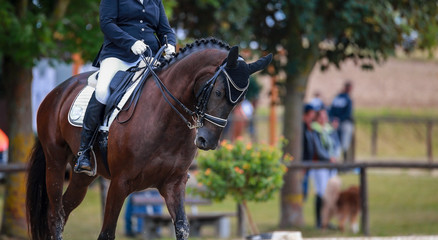 Horse dressage (dressage horse) in the rain on a dressage competition in a test with rider..