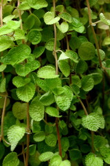 green leaves background