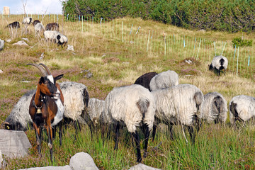 Ziege und Heidschnucken im Schwarzwald - goat and sheeps in black forrest, Germany