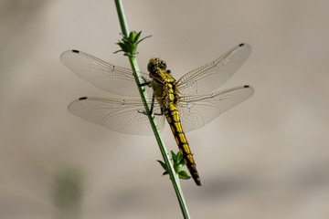 A dragonfly with transparent wings sitting on a stem of chicory