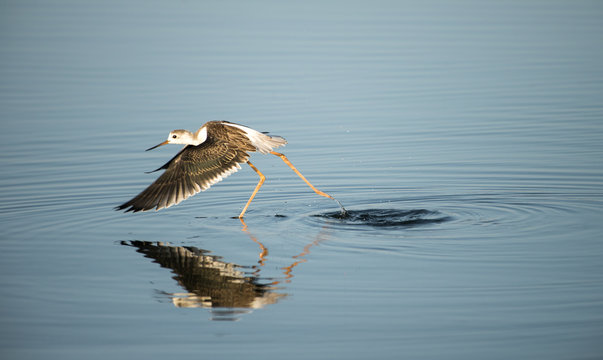 Pernilongo a correr na &aacute;gua