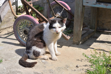 Homeless unclean cat.