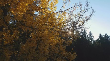 Sun peeping behind branches in autumnal colors blown by the wind in the Renon Plateau, Alto Adige - South Tyrol, Italy