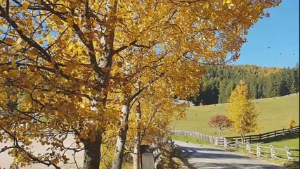Slow motion of leaves falling from a tree with beautiful autumn colorsin the Renon Plateau, Alto Adige - South Tyrol, Italy