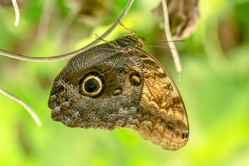 Closeup beautiful butterfly sitting on the flower.