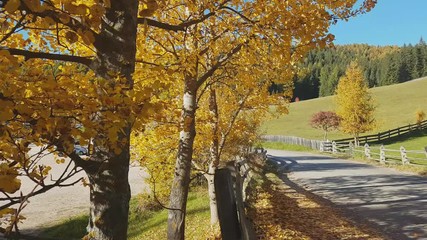Zoom on trees blowing in the wind, with autumn colors in the Renon Plateau, Alto Adige - South Tyrol, Italy