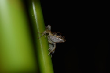 Brown frog with white gut and black eyes seen in the rainforest.