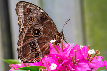 Closeup beautiful butterfly sitting on the flower.