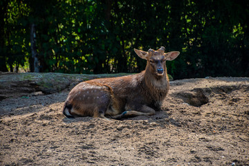 Large white-tailed deer buck after antler amputation