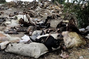 Dead Animal Disposal. Landfill of animal remains. Outlaw and bad behavior. Environmental protection