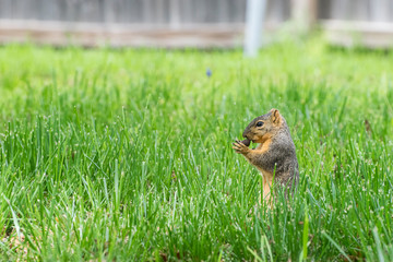 Squirrel standing in grass while nibbling on a pecan