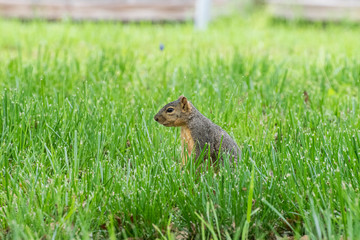 Squirrel standing in green, grassy yard