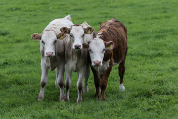 calves in field