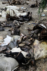 Dead Animal Disposal. Landfill of animal remains. Outlaw and bad behavior. Environmental protection. Dead animal.