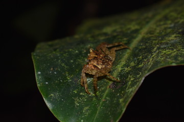 Brown crab on top of a green leaf, seen at night in rainforest.