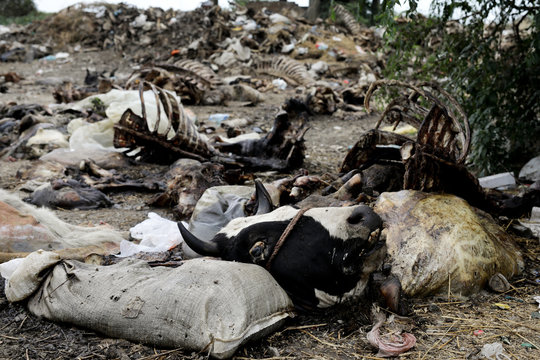 Dead Animal Disposal. Landfill of animal remains. Outlaw and bad behavior. Environmental protection