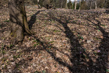 Fototapeta premium 高内山のカタクリ