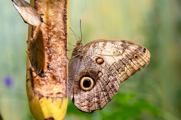 Fototapeta premium Closeup beautiful butterfly sitting on the flower.