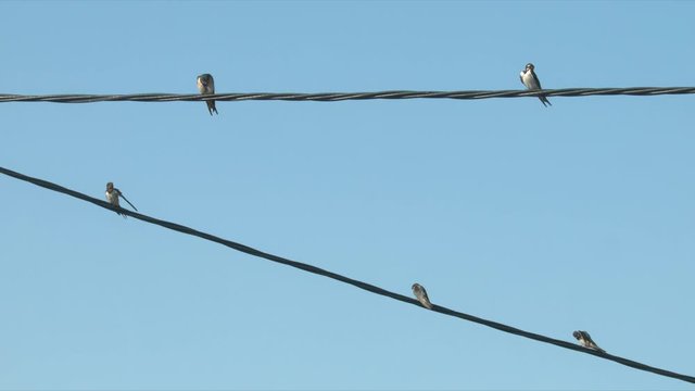 Ptaki siedzące na przewodach pielęgnujące się
