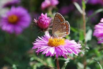 butterfly on a flower