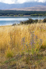 Rainy day near Tekapo lake, New Zealand