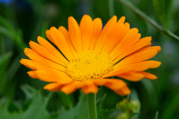 Gerbera