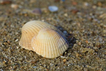 Zwei schöne Muscheln im Sand