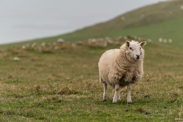 Obraz premium Scottish Sheep