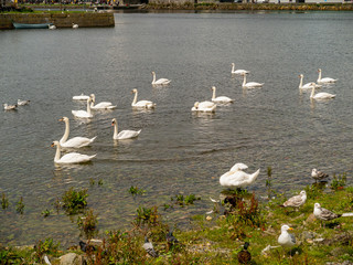 White swans and sea galls in a river Corrib Galway city.