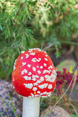 Red bright mushroom fly agaric with white spots near the stones