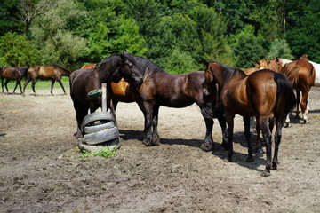 Fototapeta premium herd of horses on pasture