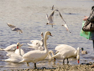 Woman feeding swans and seagulls by a river.