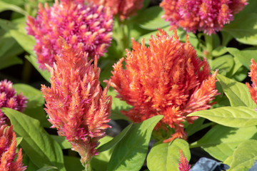 Close-up of cockscomp (Celosia cristata) plant. It has green leaves in red color.