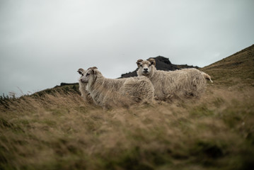 Sheeps in Iceland