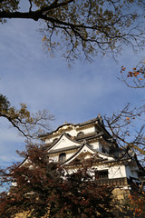 Fototapeta premium 晩秋の彦根城