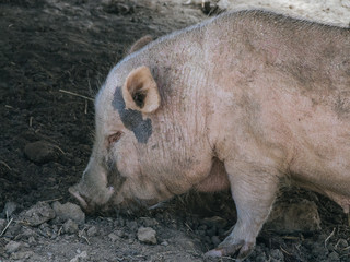pig searching for food on the ground