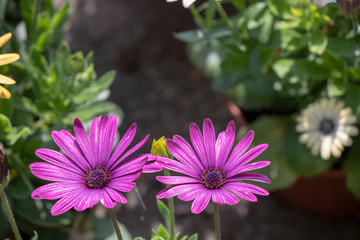 River close-up of white daisy plant.