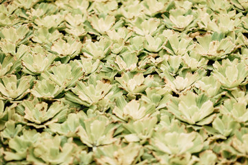 green plant in beautiful forest