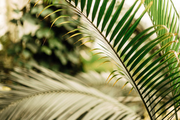 leaves in the tropical forest, fresh green leaves background in the garden sunlight.