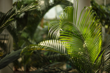 leaves in the tropical forest, fresh green leaves background in the garden sunlight.