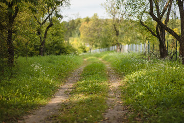 beautiful forest road on summer day