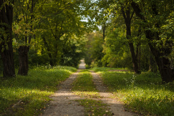 Obraz premium beautiful forest road on summer day