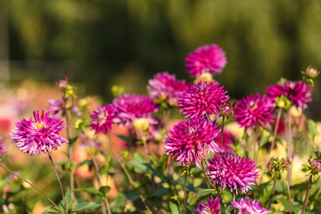 beautiful colorful flower in the garden