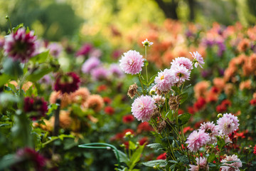 beautiful colorful flower in the garden
