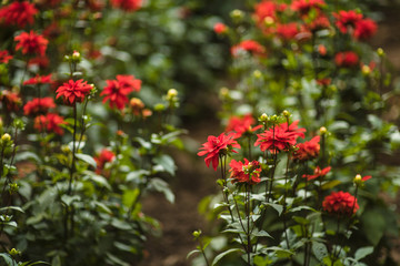 beautiful colorful flower in the garden