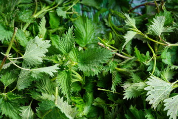 Green leaves of stinging nettle (common nettle) herb
