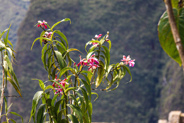 Flowers in Peru