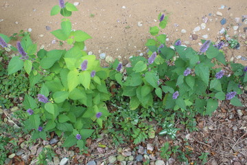 green ivy on the wall