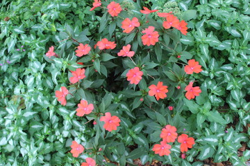 red flowers in the garden